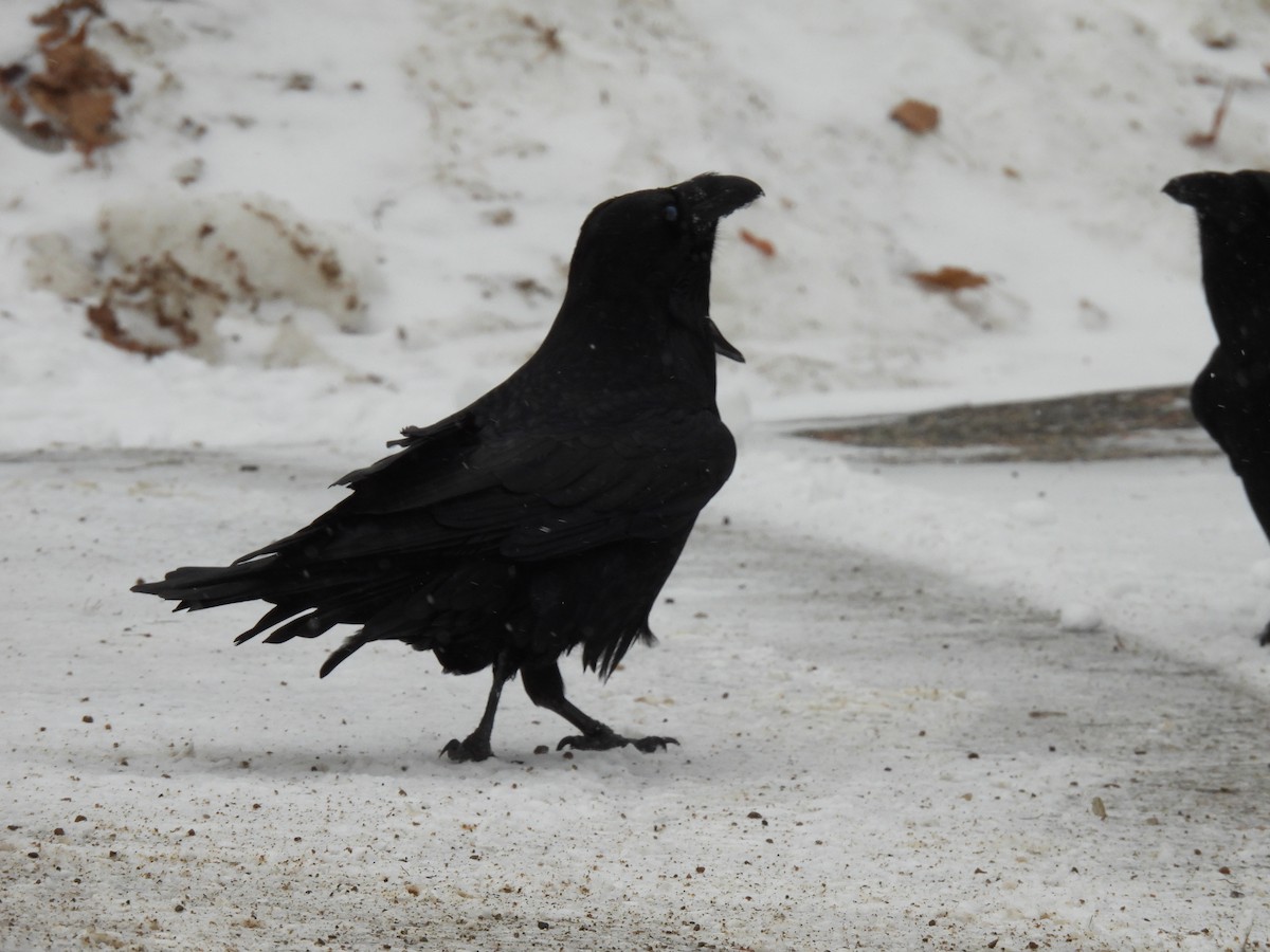 Cuervo Grande - ML647314282