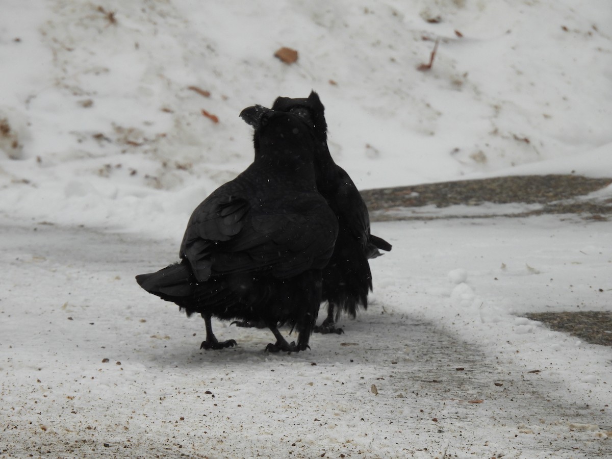 Cuervo Grande - ML647314283