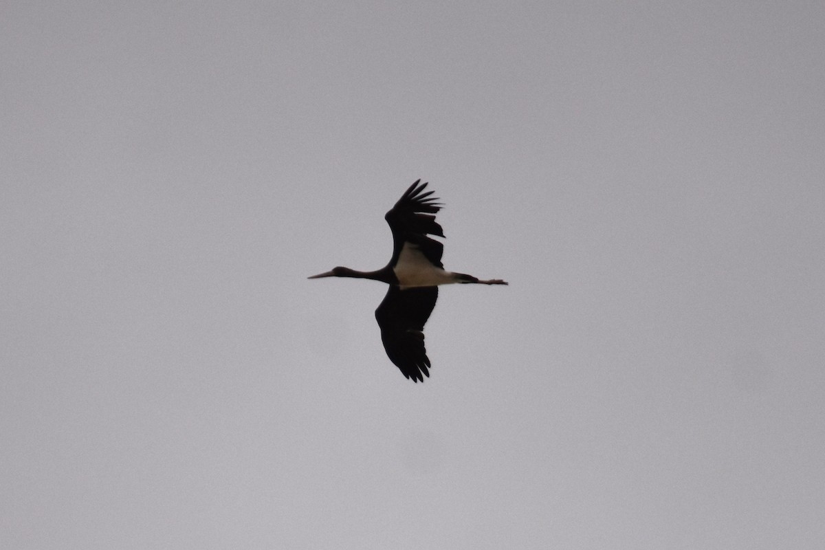 Black Stork - ML647314285