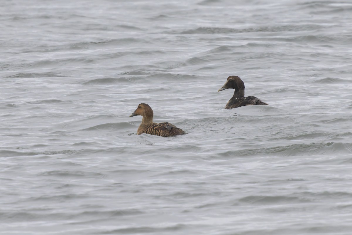 אדרית שחורת-כיפה - ML647314286