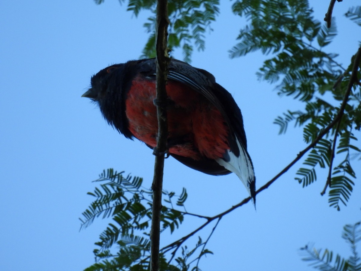 Surucua Trogon (Red-bellied) - ML647314293