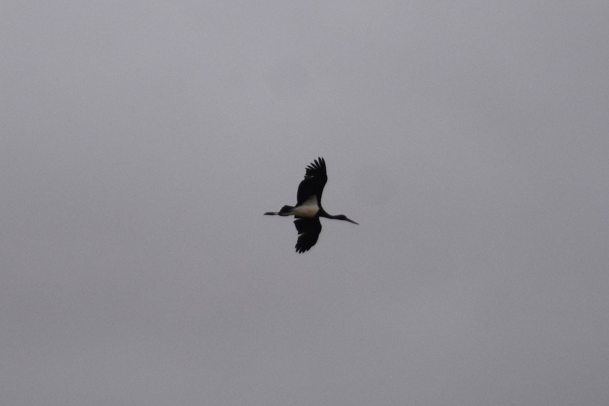 Black Stork - ML647314295