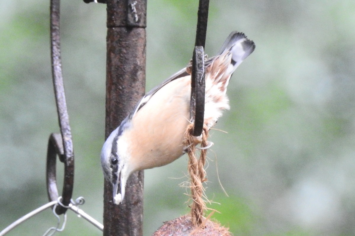 Повзик звичайний - ML647314296