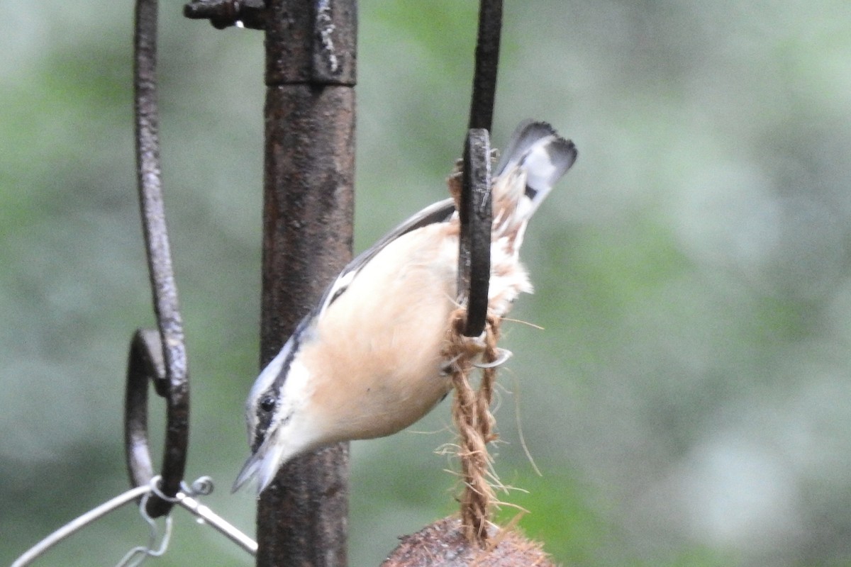 Повзик звичайний - ML647314297