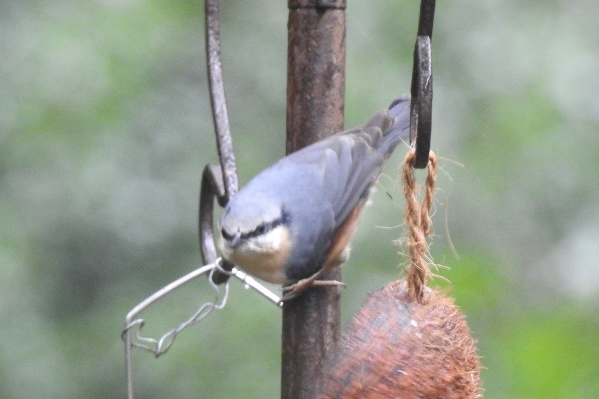 Повзик звичайний - ML647314298