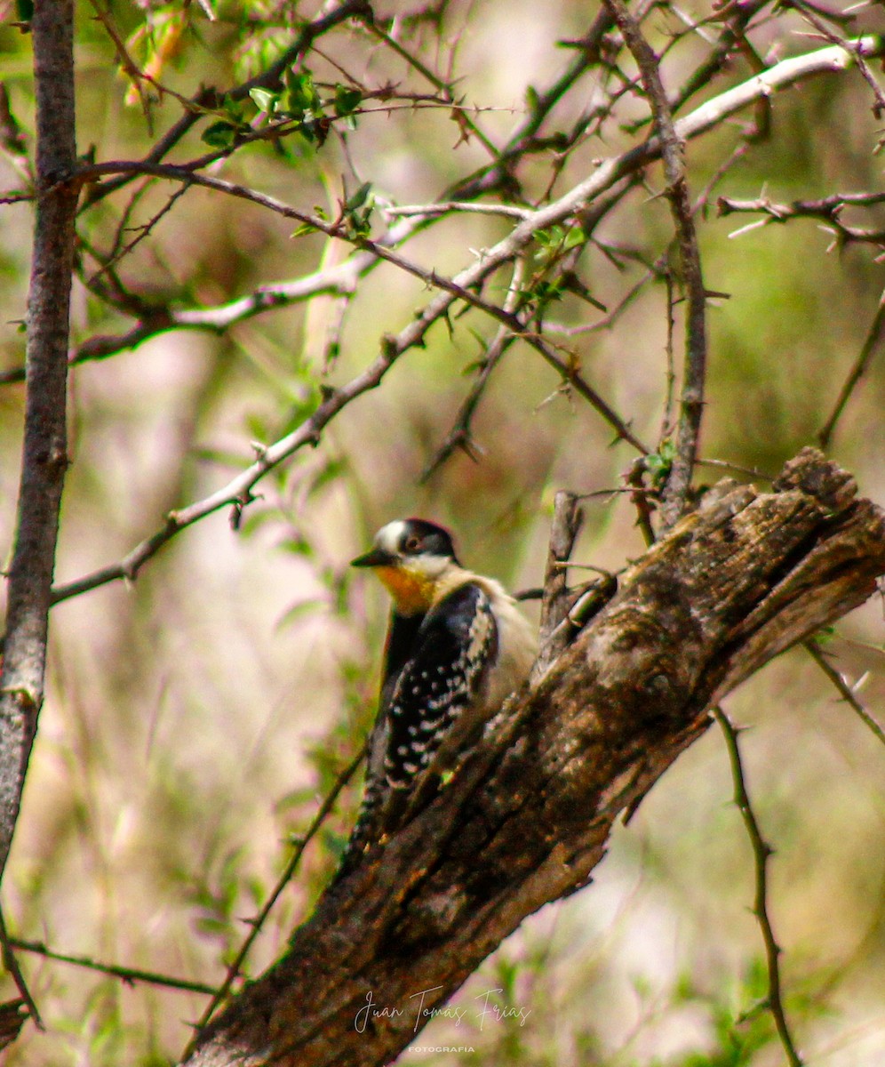 White-fronted Woodpecker - ML647314300