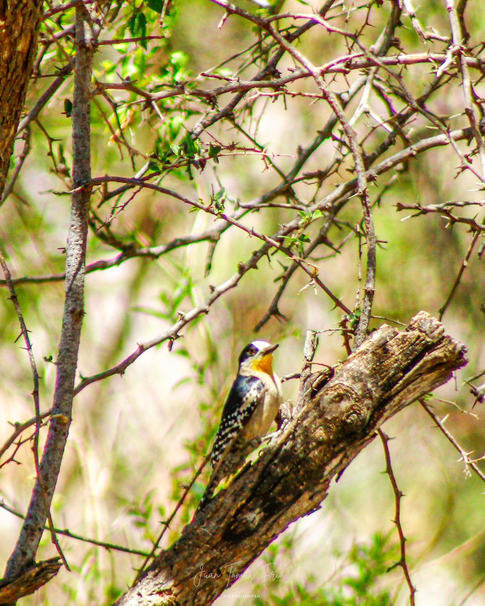 White-fronted Woodpecker - ML647314301