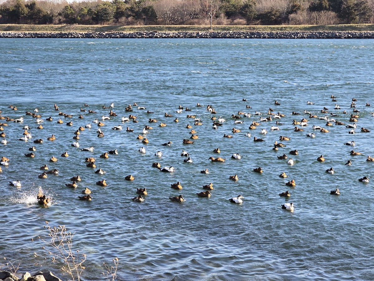 אדרית שחורת-כיפה - ML647314302