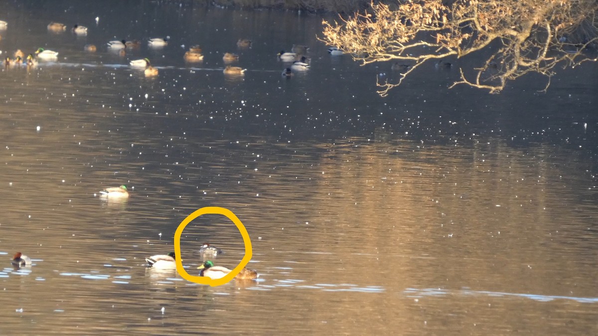 白秋沙 - ML647314303