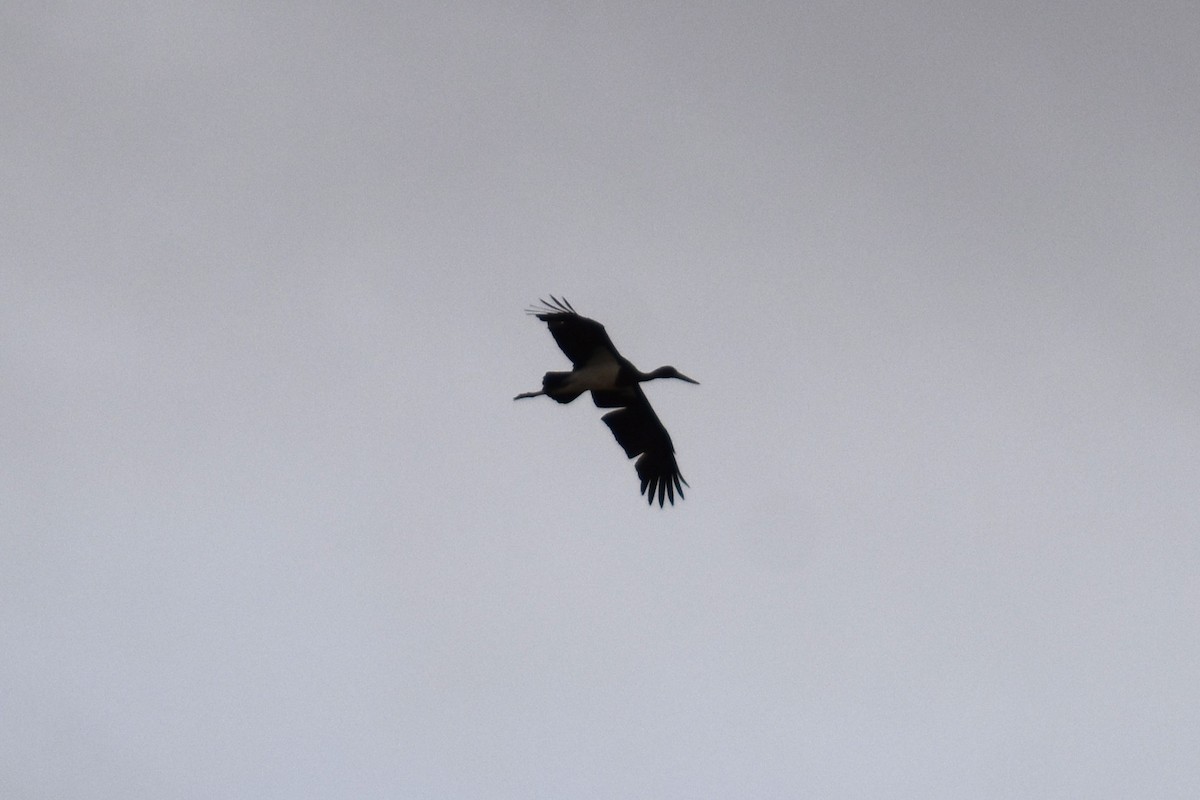 Black Stork - ML647314305