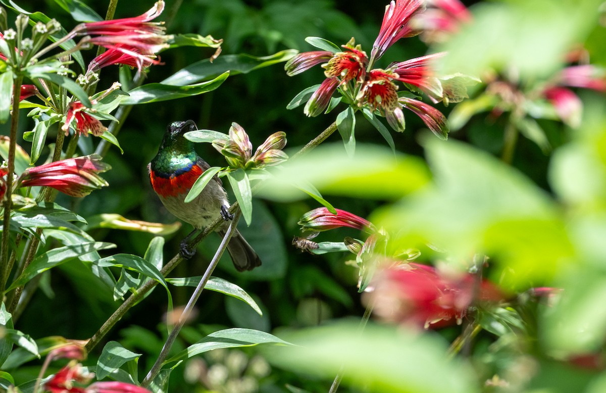 Eastern Miombo Sunbird - ML647314307