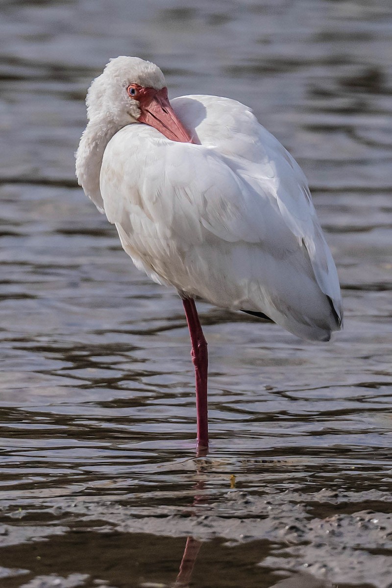 White Ibis - ML647314308