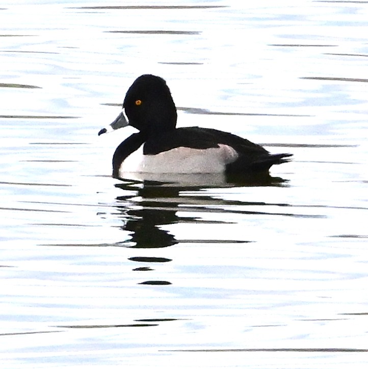 Ring-necked Duck - ML647314311
