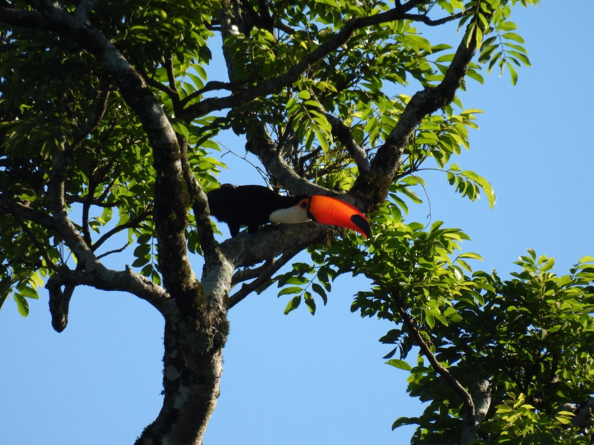 Toco Toucan - ML647314312