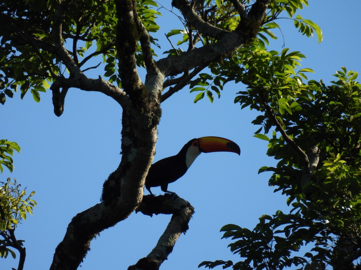 Toco Toucan - ML647314313