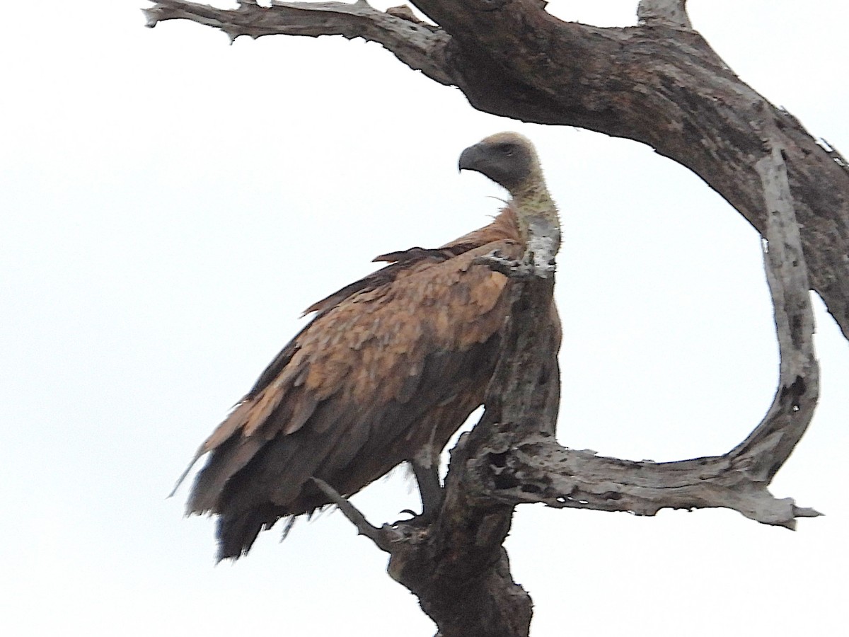 White-backed Vulture - ML647314315