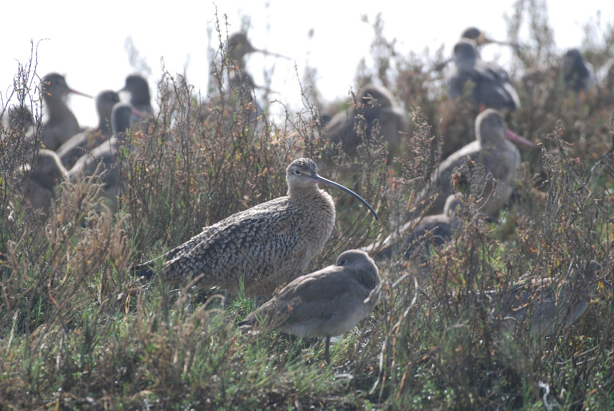 Long-billed Curlew - ML647314322