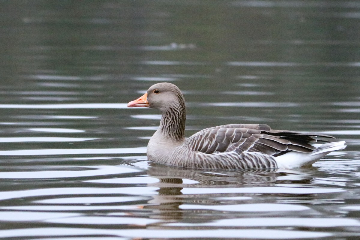 Ánsar Común - ML647314323