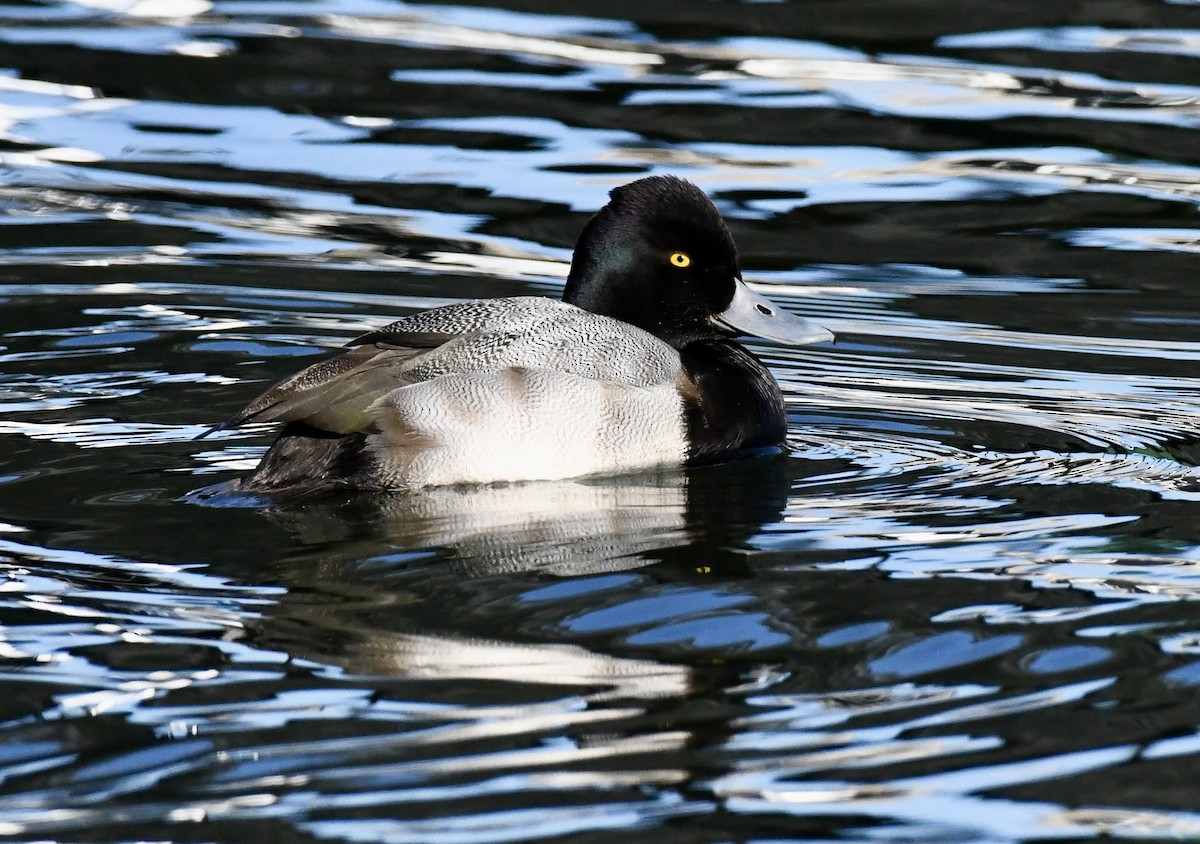 Lesser Scaup - ML647314324