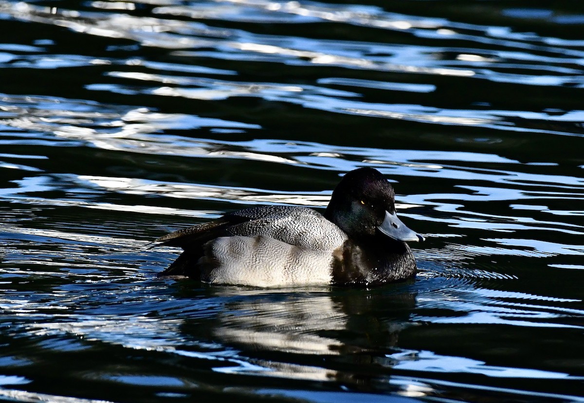 Lesser Scaup - ML647314325