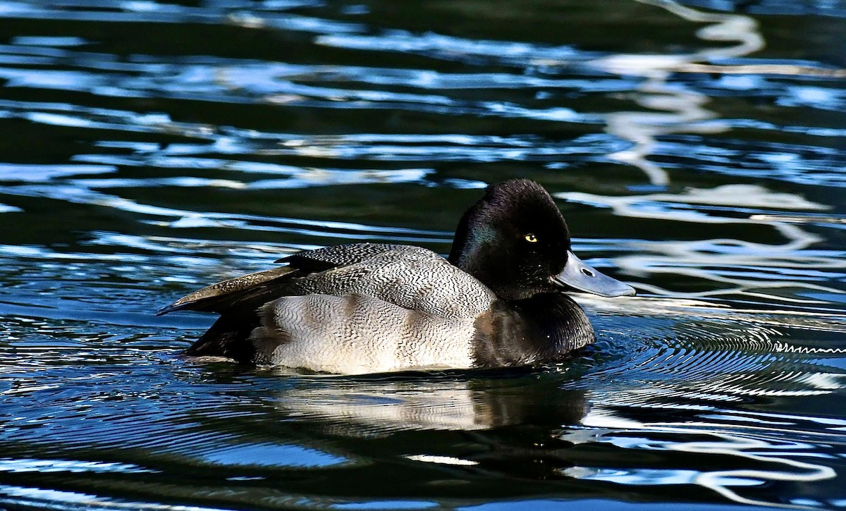 Lesser Scaup - ML647314326