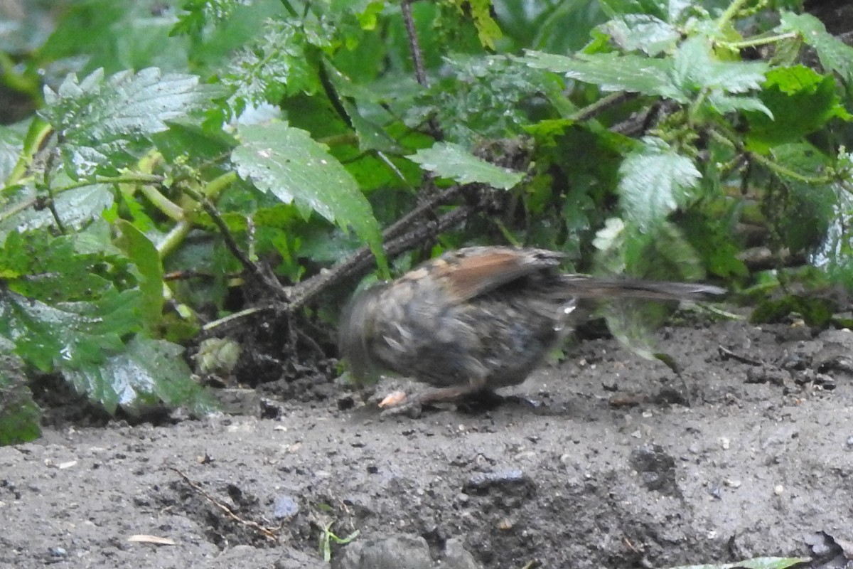 Dunnock - ML647314327