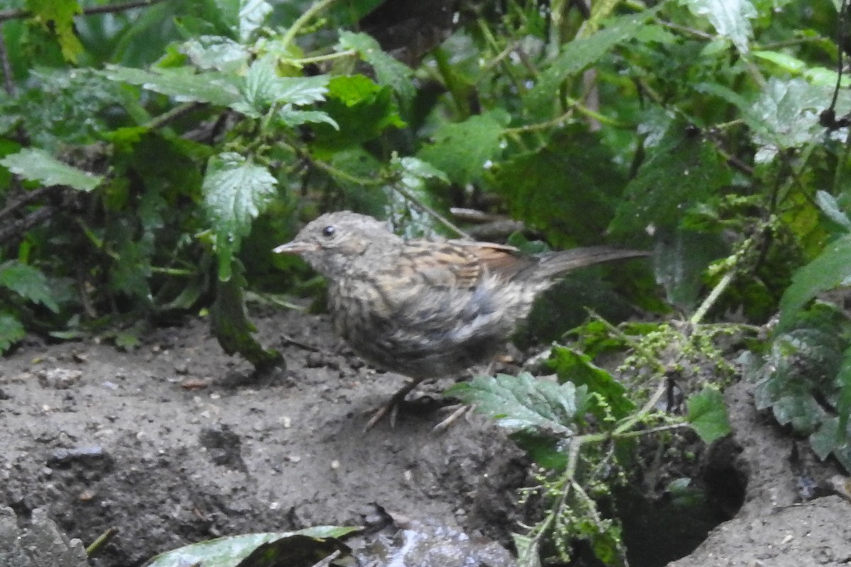 Dunnock - ML647314328