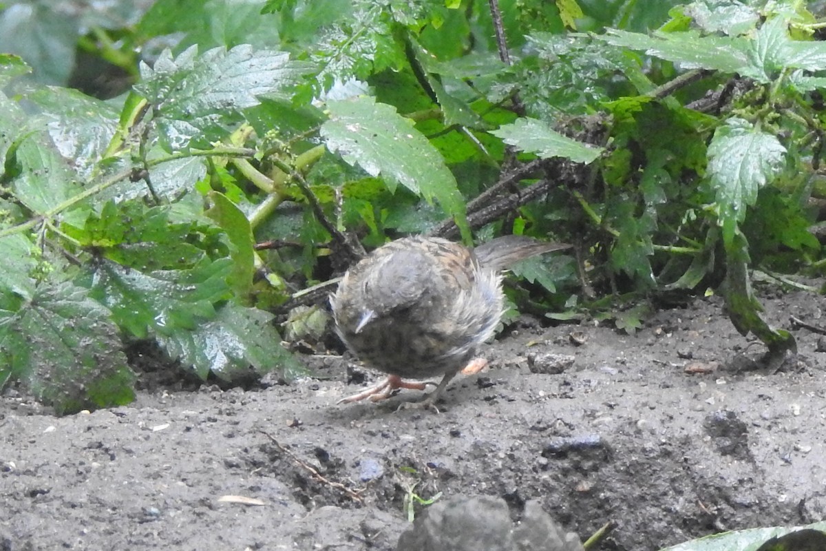 Dunnock - ML647314329