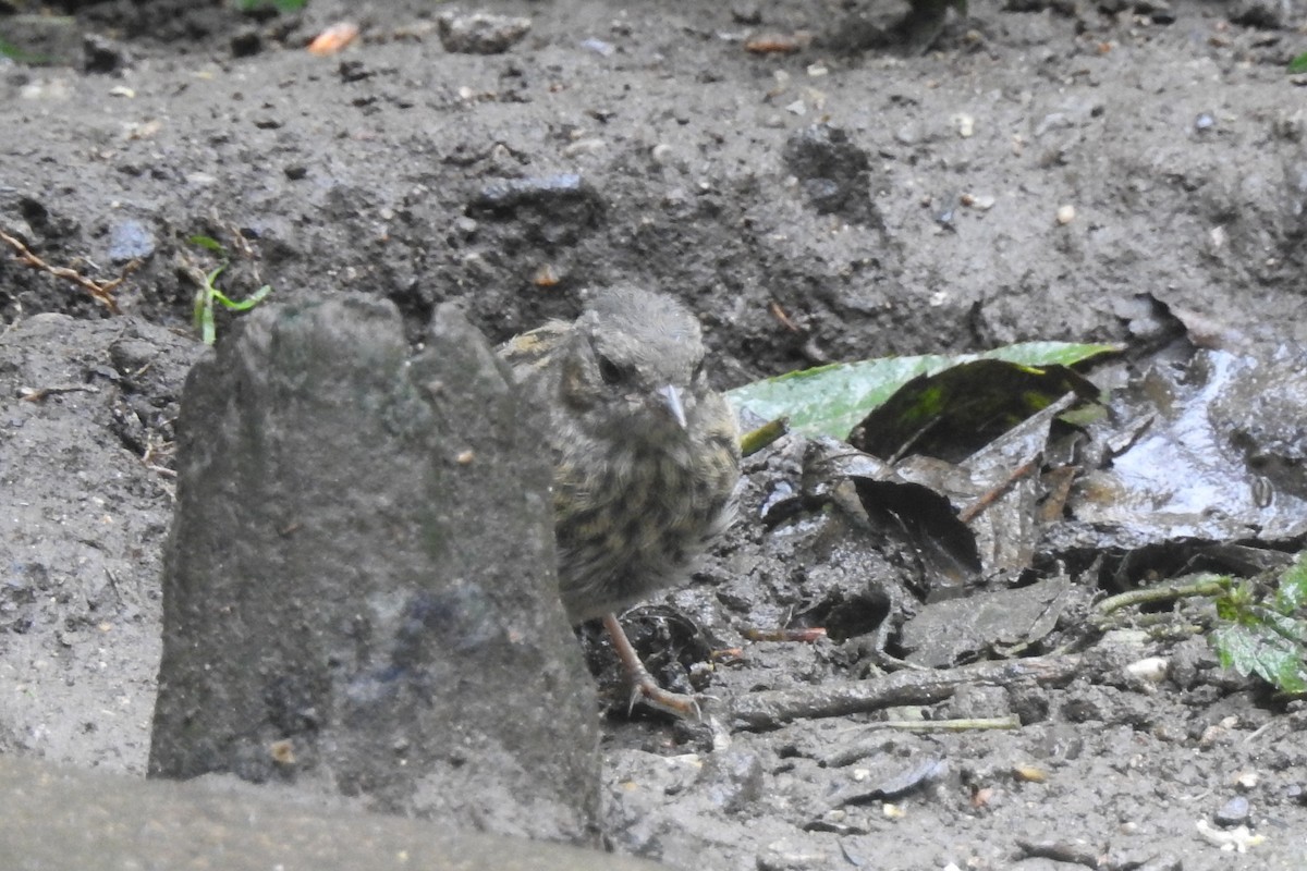 Dunnock - ML647314330