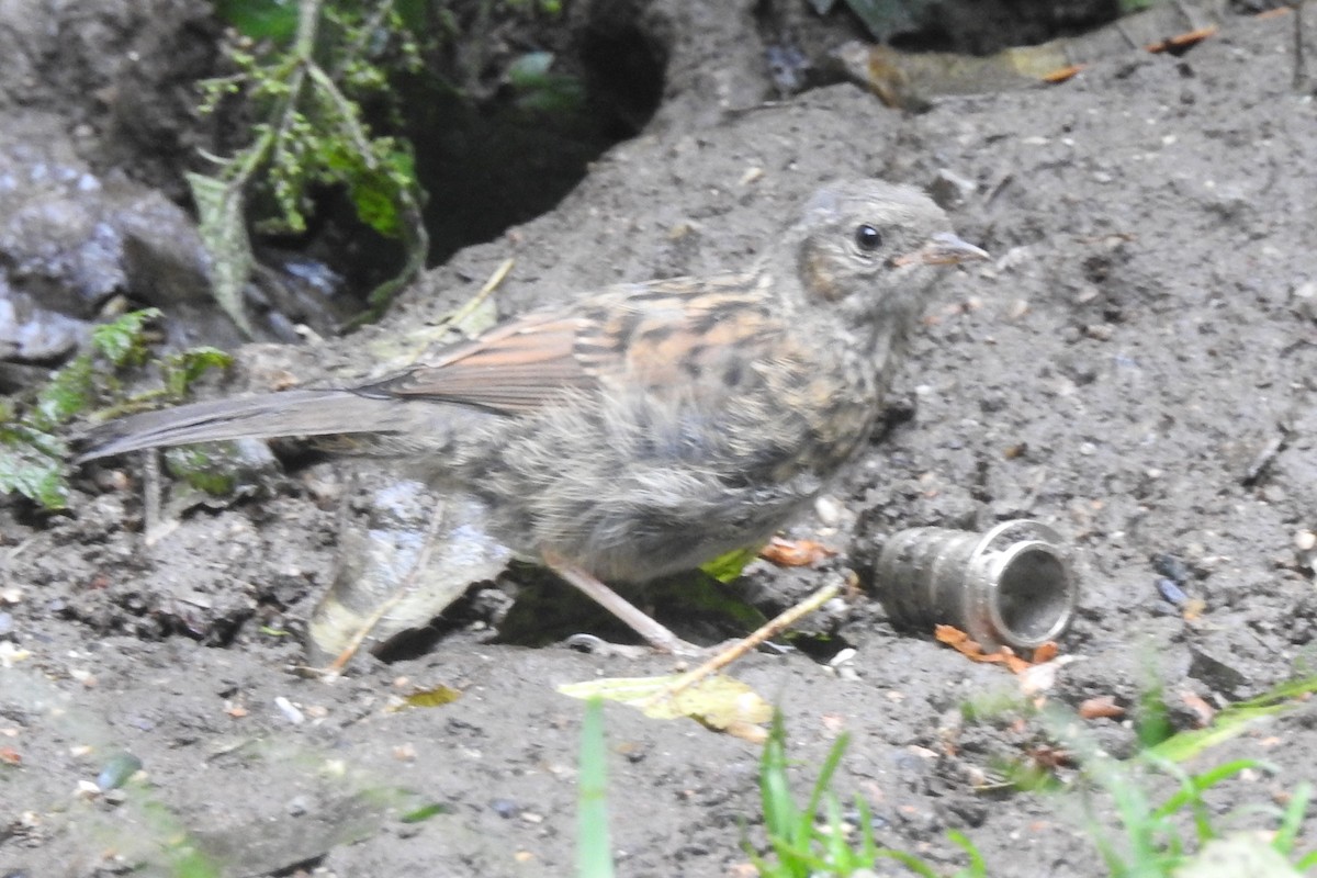 Dunnock - ML647314331