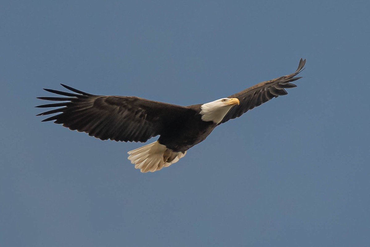 Itsas arrano buruzuria - ML647314336