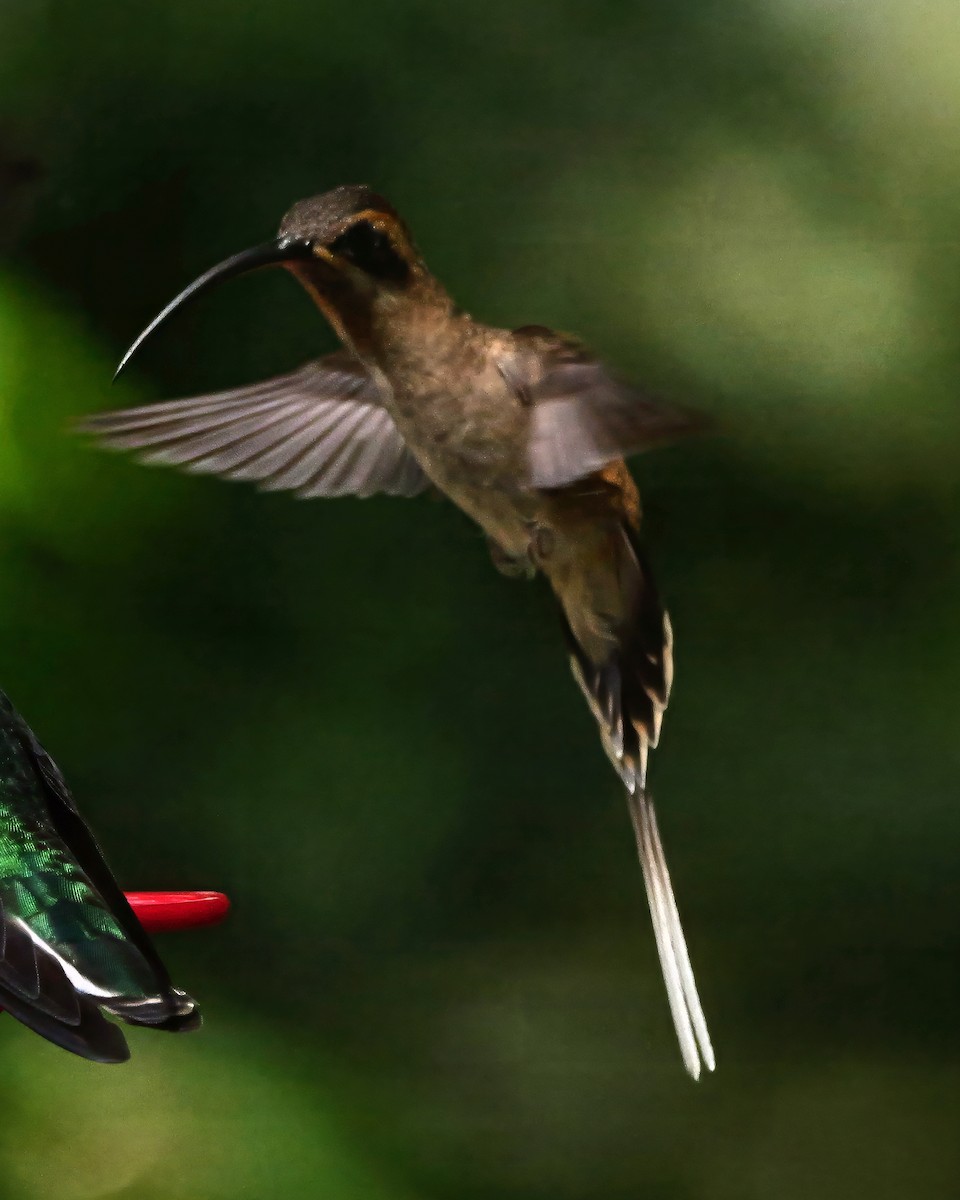 Ermitaño Piquilargo - ML647314338