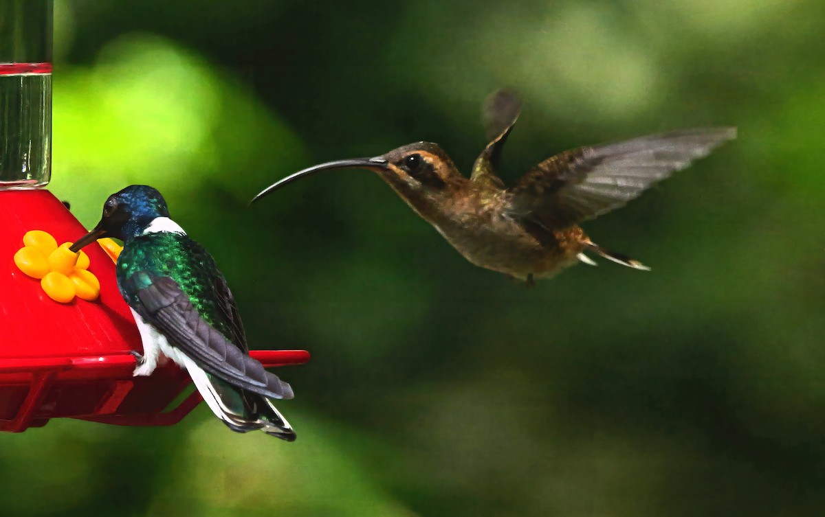 Ermitaño Piquilargo - ML647314339