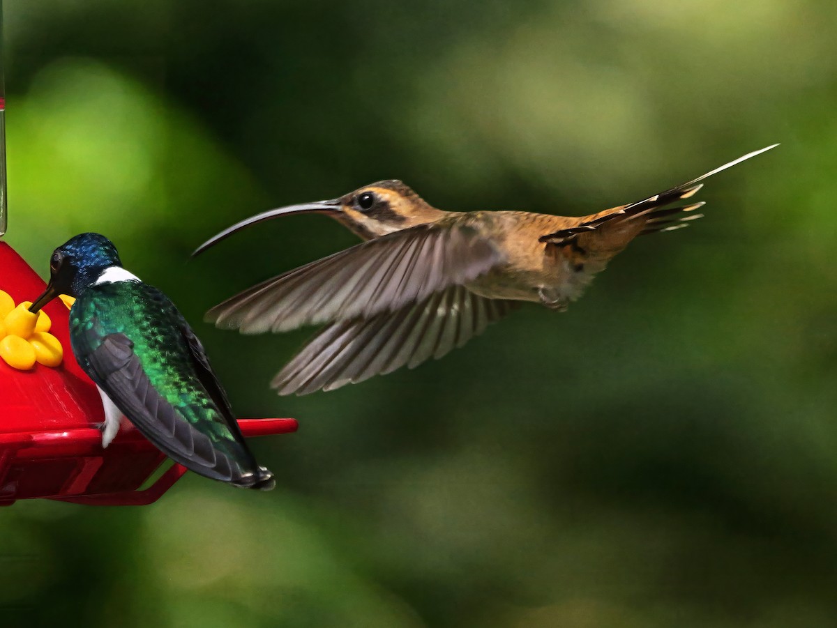 Ermitaño Piquilargo - ML647314341