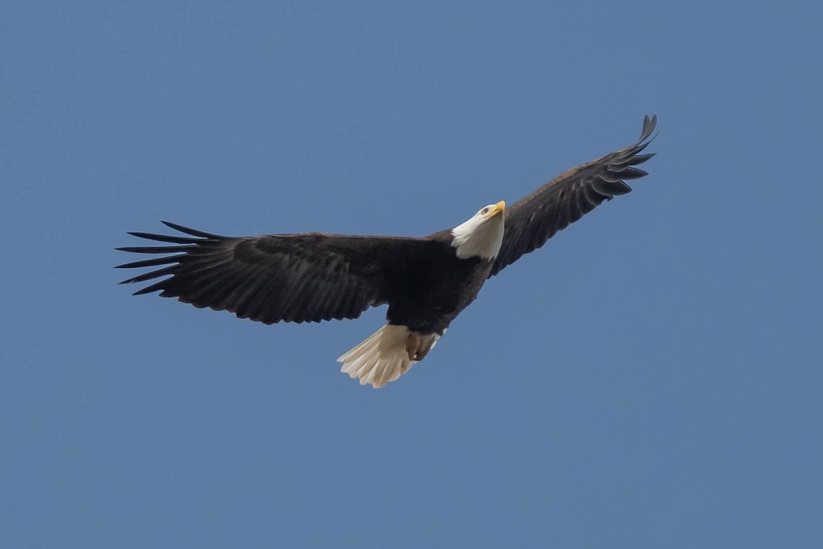 Pigargo Americano - ML647314342