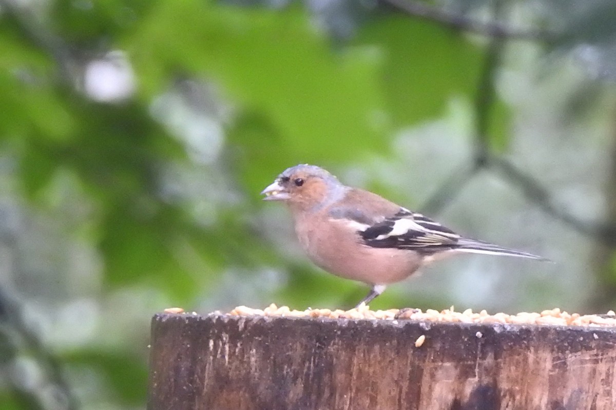 Pinzón Vulgar - ML647314344