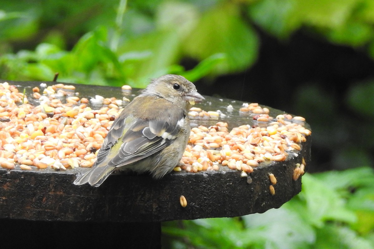 Pinzón Vulgar - ML647314345