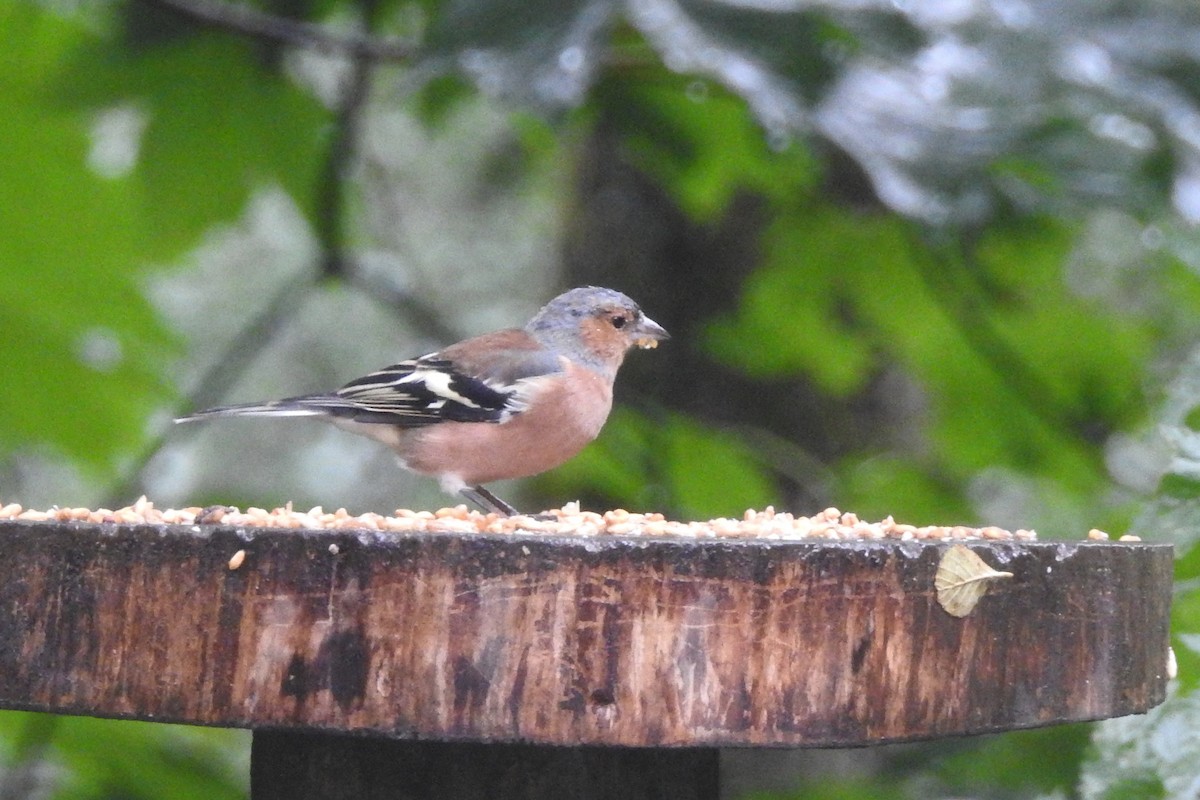 Pinzón Vulgar - ML647314346