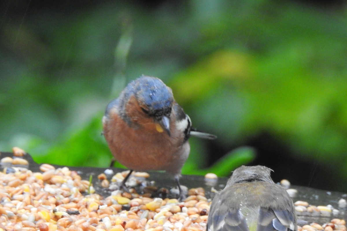 Pinzón Vulgar - ML647314347