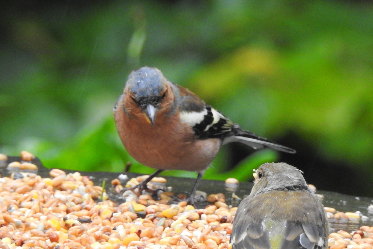 Pinzón Vulgar - ML647314348