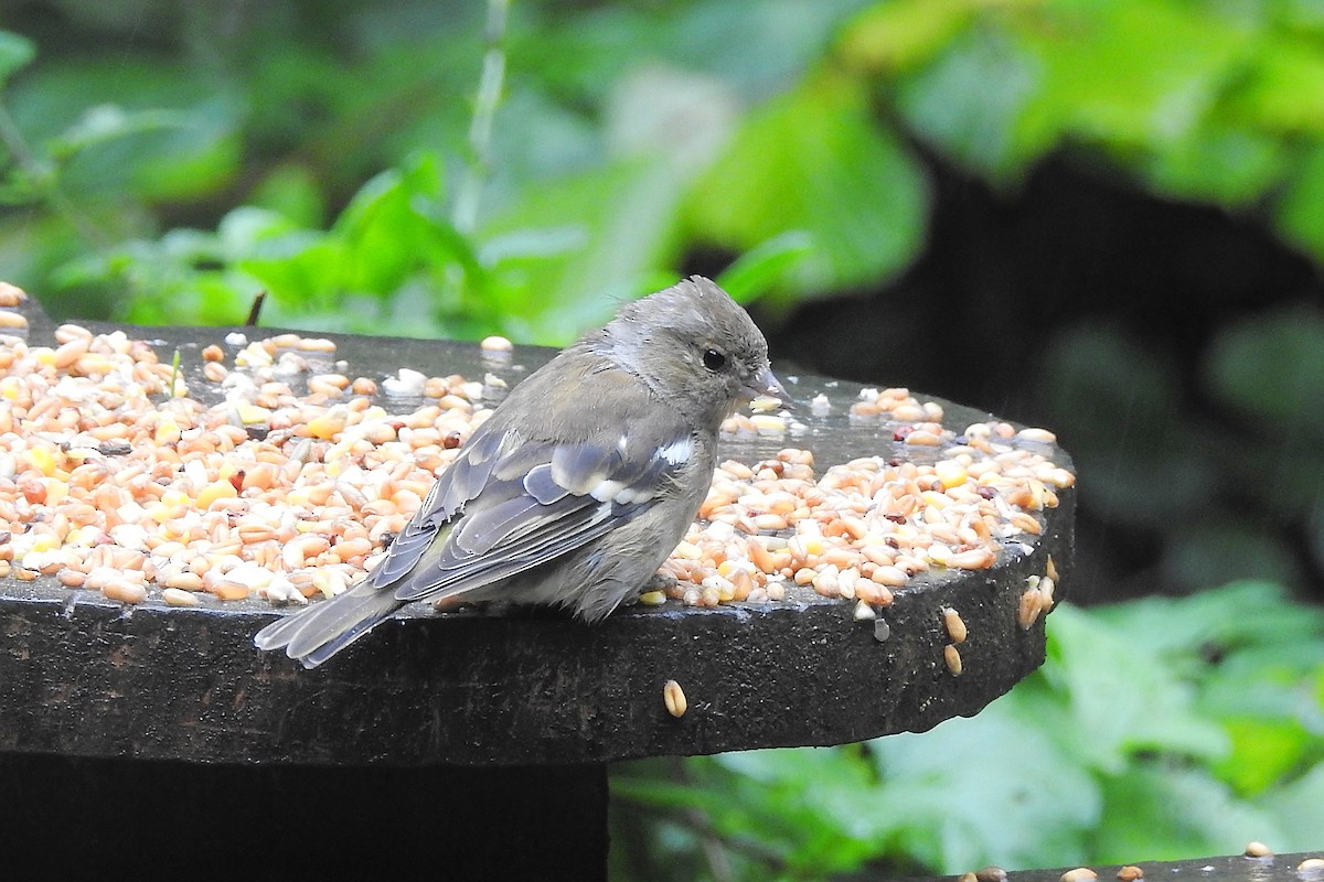 Pinzón Vulgar - ML647314349