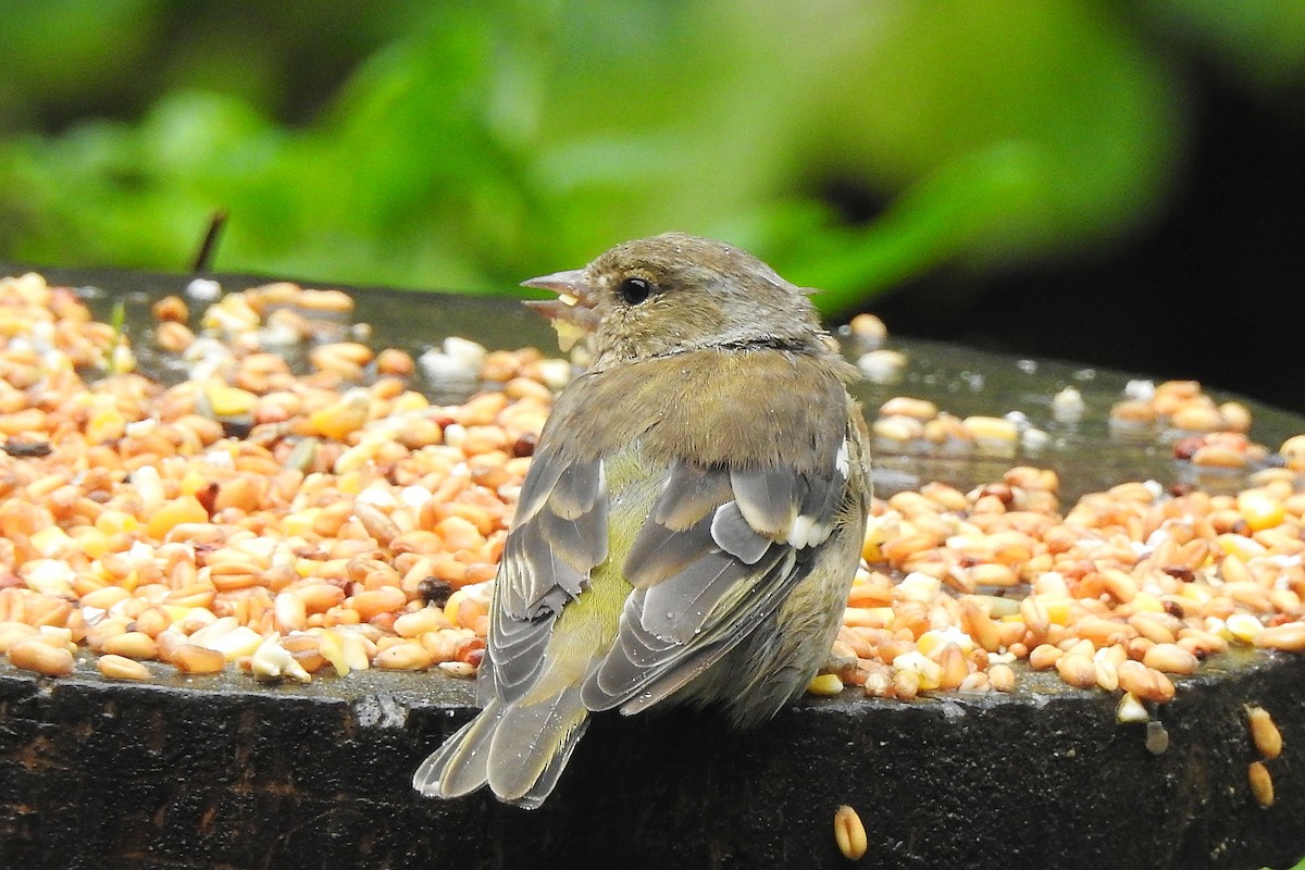 Pinzón Vulgar - ML647314350