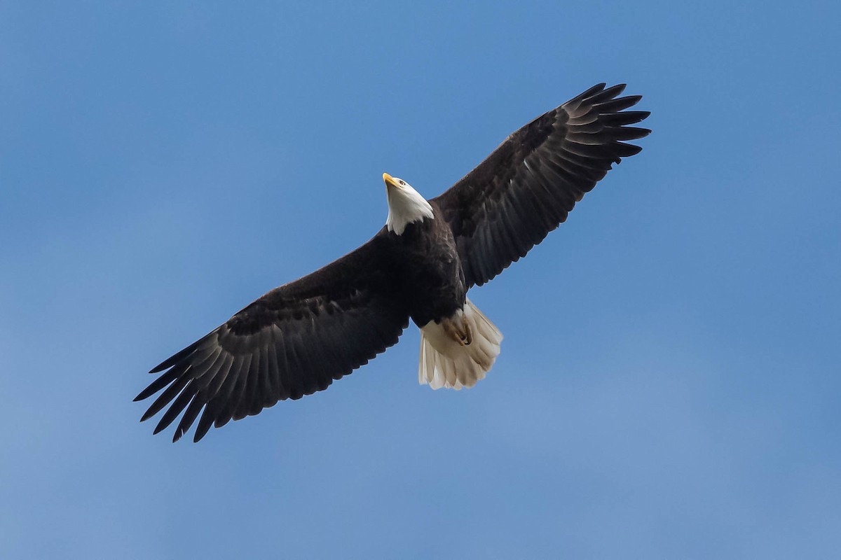 Pigargo Americano - ML647314351