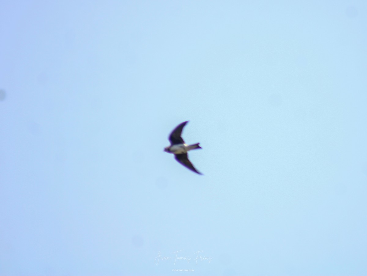 Paloma Montaraz Común - ML647314354