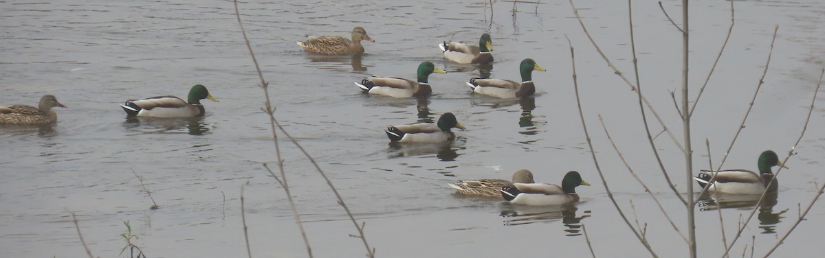 Ánade Azulón - ML647314355