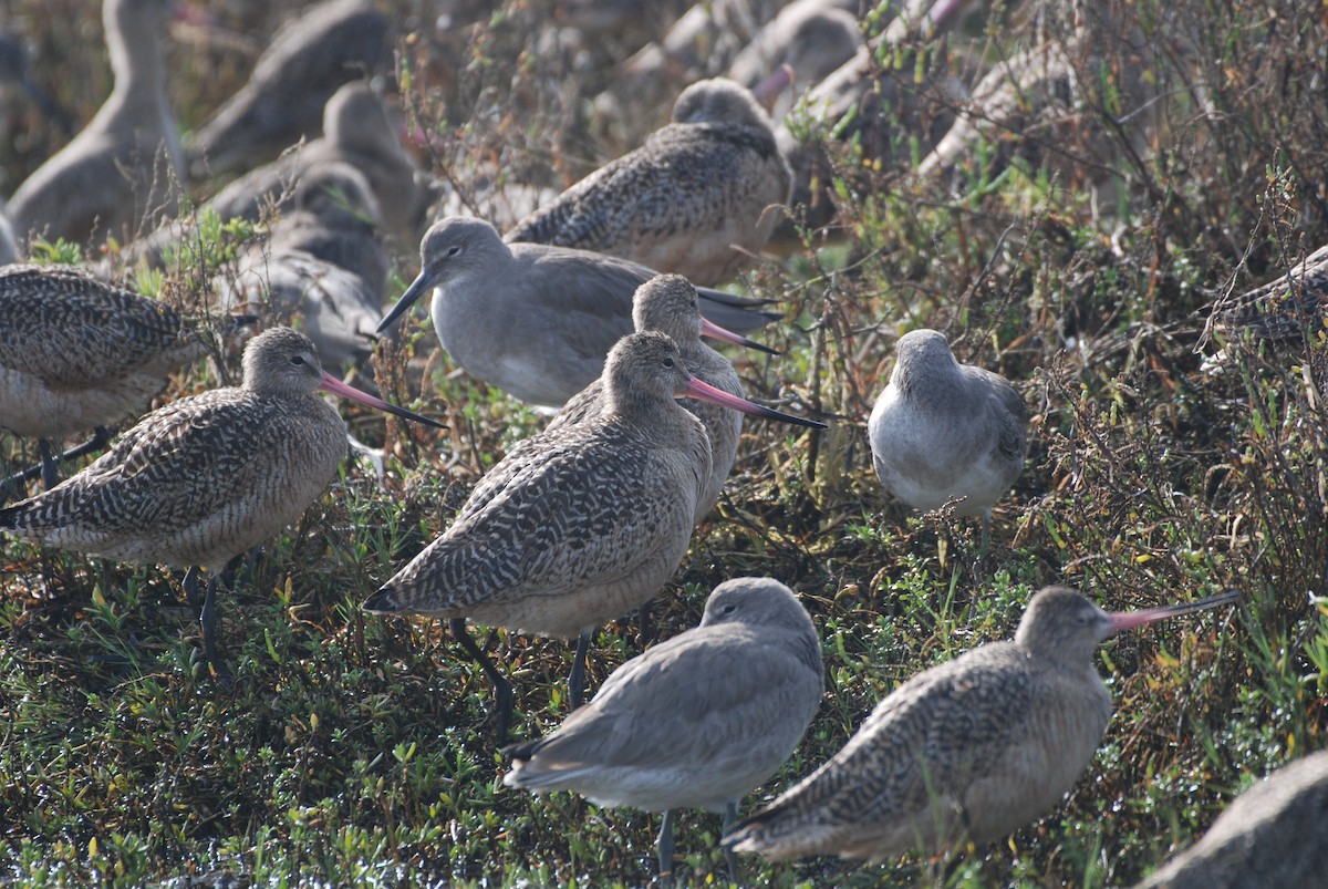 Aguja Canela - ML647314356