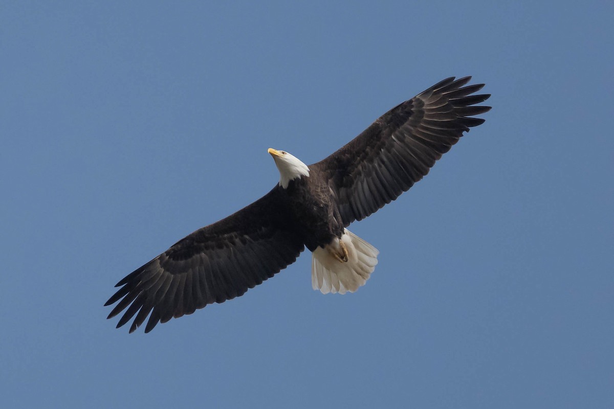 Pigargo Americano - ML647314357