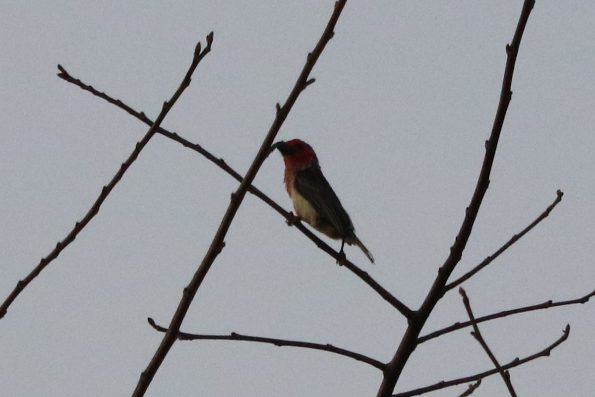 Barbudo Sangrante - ML647314358