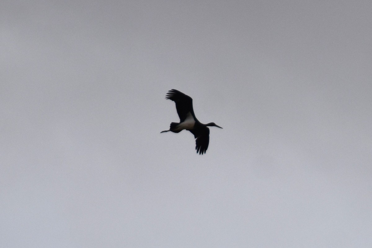 Cigüeña Negra - ML647314359