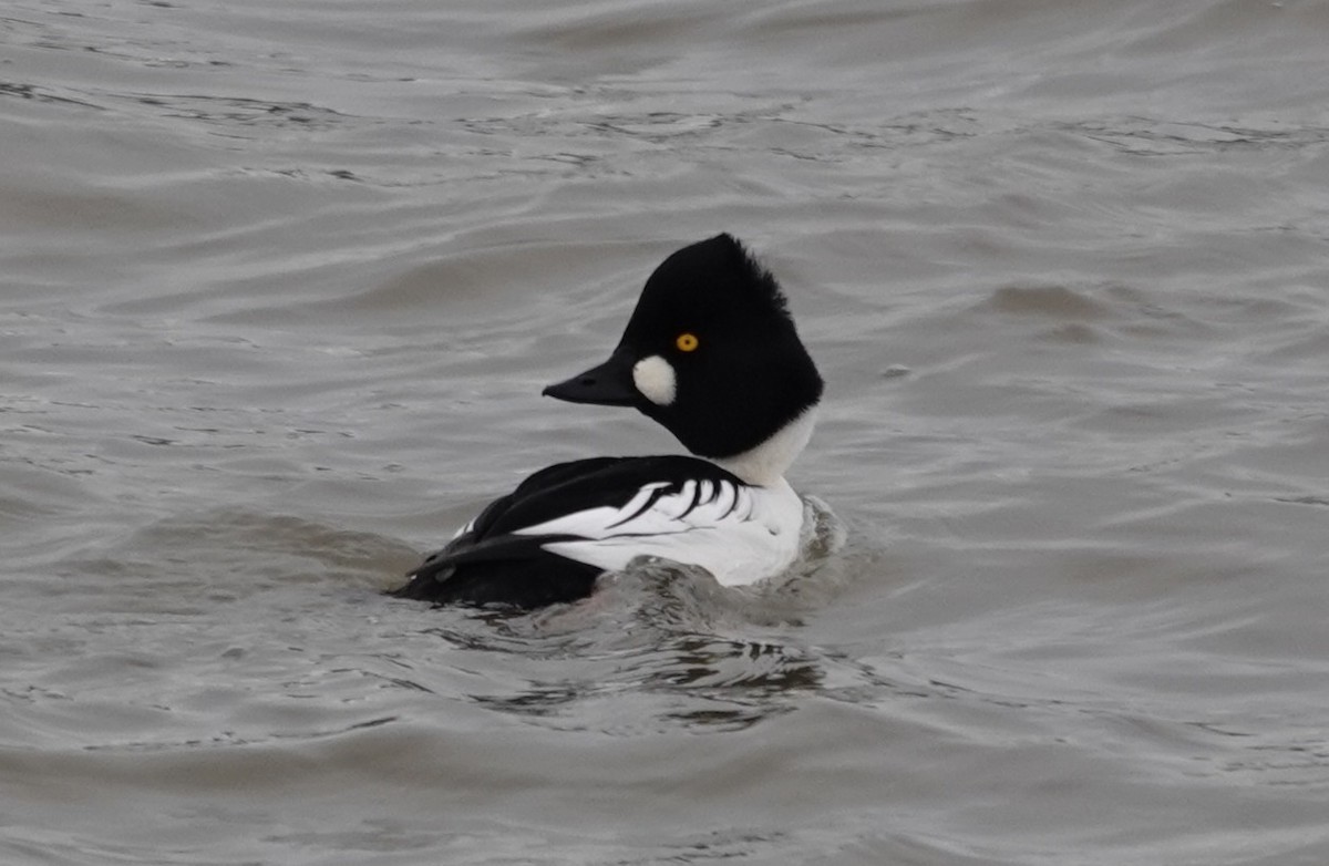 Porrón Osculado - ML647314360